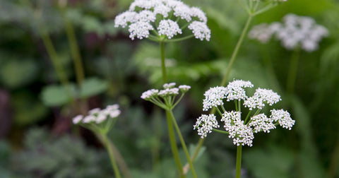 Flower Seeds, Seeds,Seeds For Planting,Plant Seeds
