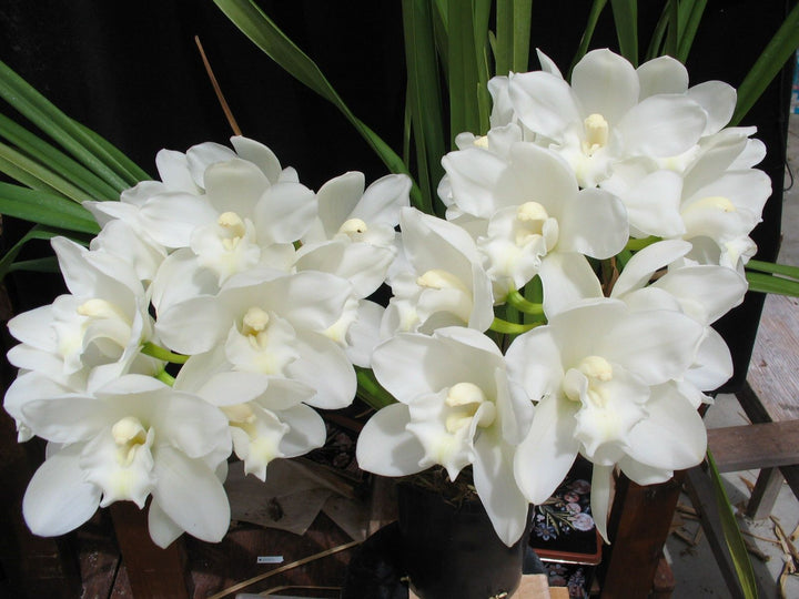 White Cymbidium Orchid Herb Seeds – Heirloom, Non-GMO Seeds for Garden Planting with Rich Aroma