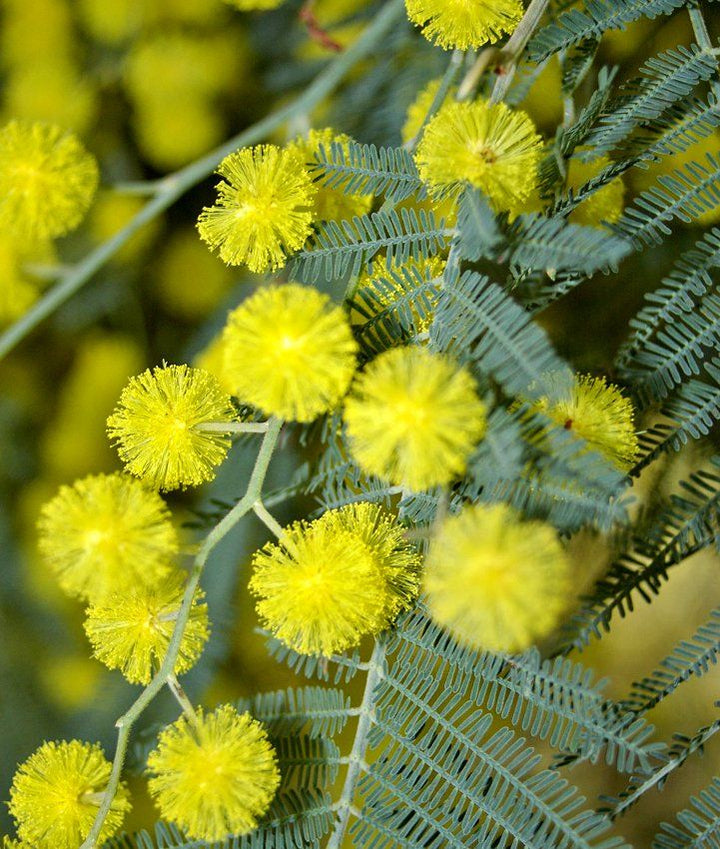 Mimosa Flower Seeds for Garden – Non-GMO, Heirloom, High Germination Seeds