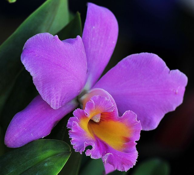Violet Cattleya Flower Seeds for Planting – Heirloom, Non-GMO, High Germination Garden Seeds