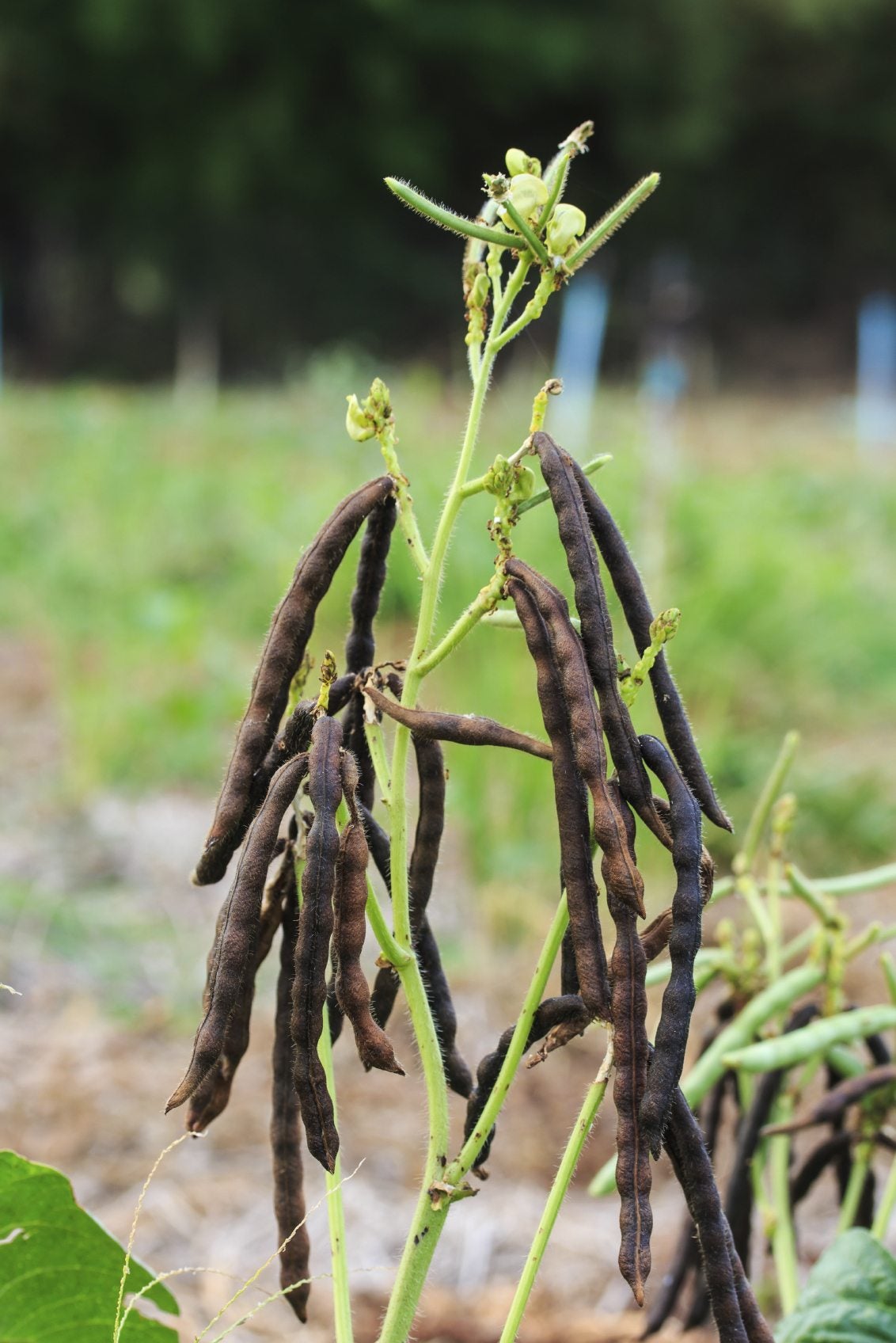 Green Mung Bean Vegetable Seeds for Planting – Heirloom & Non-GMO Seeds for Protein-Rich Sprouts & Microgreens