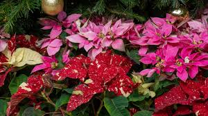 Mixed Poinsettia Flower Seeds for Planting - Bright Blooms, Heirloom, Non-GMO & High Germination Garden Seeds, 100pcs