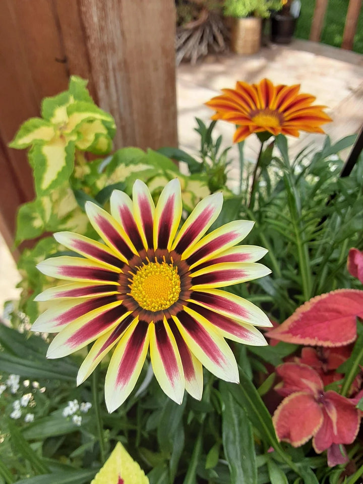 Pink Yellow Gazania Flower Seeds for Planting – Heirloom, Non-GMO, High Germination Organic Garden Seeds