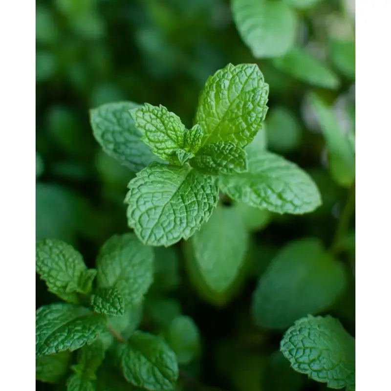 White Peppermint Herb Seeds for Planting – Heirloom, Non-GMO, Organic Garden Seeds with High Germination