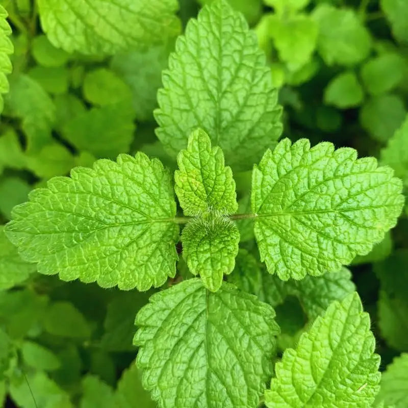 White Peppermint Herb Seeds for Planting – Heirloom, Non-GMO, Organic Garden Seeds with High Germination