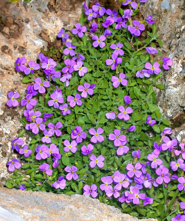 Aubretia Deltoides Flower Seeds for Planting – Heirloom Non-GMO, High Germination Organic Garden Seeds