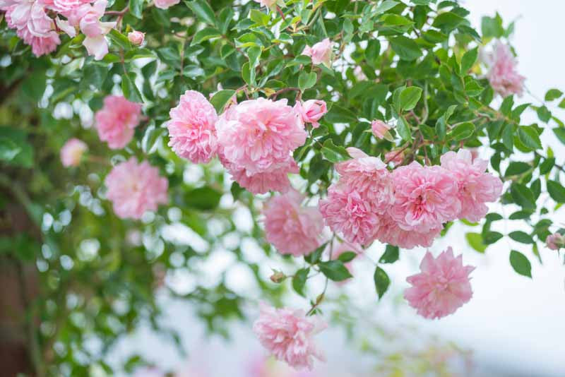 Pink Climbing Rose Flower Seeds for Planting – Heirloom, Non-GMO, High Germination, Organic Garden Seeds