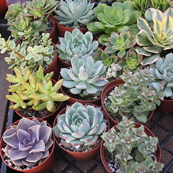 Succulent Flower Seeds for Planting – Heirloom, Non-GMO, High Germination Organic Garden Seeds