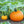 Yellow Pumpkin Seeds for planting – heirloom non-GMO vines, vibrant fruit for cooking and display