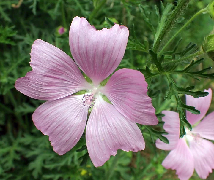 Pink Musk Mallow Flower Seeds for Planting – Heirloom, Non-GMO, Cottage Garden Essential Organic Seeds