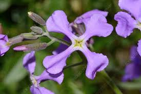 Purple Hoary Stock Flower Seeds for Planting – Compact Growth, Heirloom & Non-GMO Organic Garden Seeds for Home Garden, 100pcs