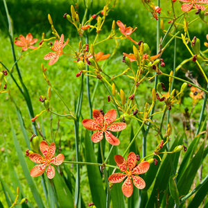 Flower Seeds, Seeds,Seeds For Planting,Plant Seeds