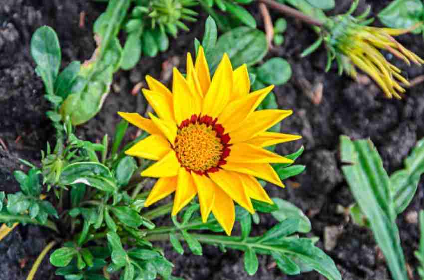 Yellow Diversifolia Flower Seeds for Planting