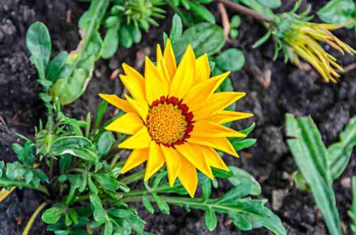 Yellow Diversifolia Flower Seeds for Planting