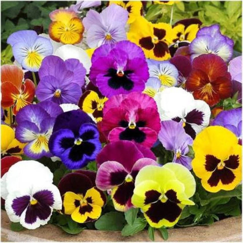 Flower Seeds, Seeds,Seeds For Planting,Plant Seeds