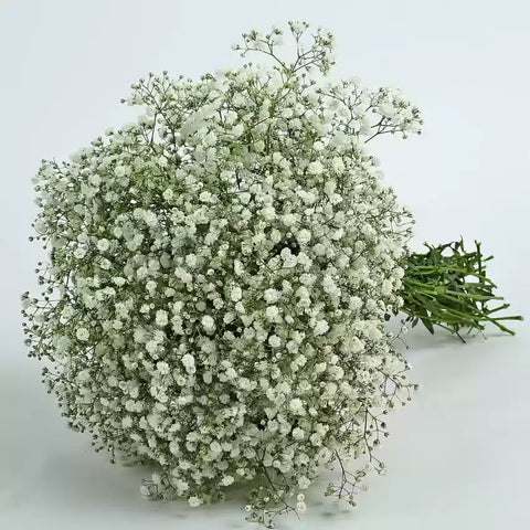 Flower Seeds, Seeds,Seeds For Planting,Plant Seeds