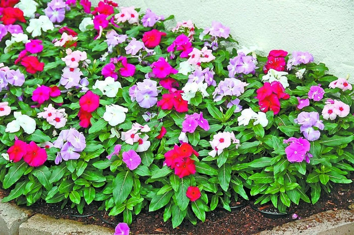 Mixed Madagascar Vinca Flower Seeds – Vibrant Annual Blooms for Garden Planting