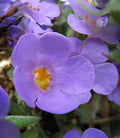 Purple Bacopa Blutopia Flower Seeds for Planting – Heirloom, Non-GMO, High Germination Organic Garden Seeds