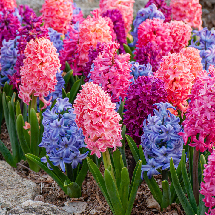 Hyacinth Flower Seeds for Planting – Heirloom Non-GMO Seeds, High Germination for Home Garden