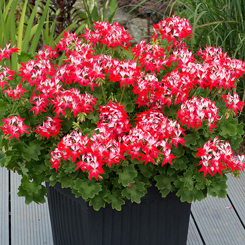 Geranium Light Red White Flower Seeds for Planting – Heirloom, Non-GMO, High Germination Organic Garden Seeds