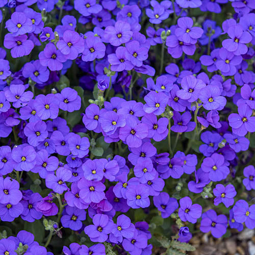 Blue Aubrieta Cultorum Flower Seeds for Planting – Heirloom, Non-GMO, High Germination Organic Garden Seeds