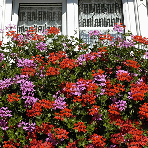 Climbing Geranium Mixed Colour Seeds for Planting – Heirloom, Non-GMO, High Germination, Shade Tolerant