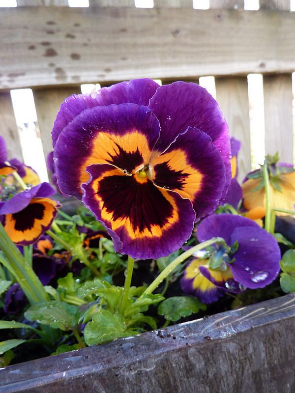 Orange Violet Pansy Flower Seeds for Planting – Heirloom Non-GMO, High Germination Organic Garden Seeds