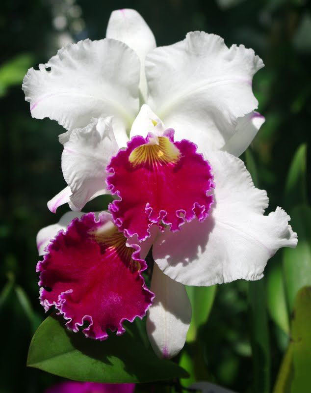 White Red Cattleya Flower Seeds for Planting – Heirloom Non-GMO High Germination Organic Garden Seeds