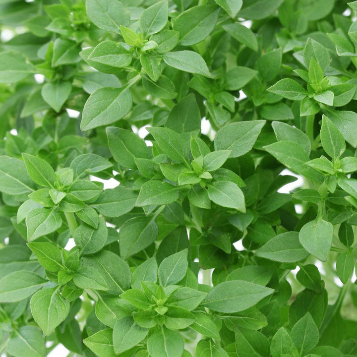 Greek Basil Herb Seeds for Planting – Heirloom, Non-GMO Fast-Growing Seeds for Culinary Gardens