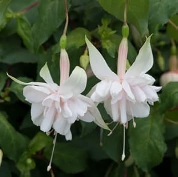 Fuchsia Flower Seeds for Planting – Heirloom, Non-GMO, Seasonal Bloomer, High Germination