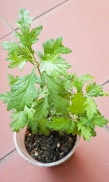 Flower Seeds, Seeds,Seeds For Planting,Plant Seeds