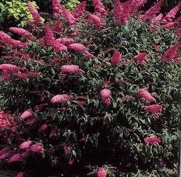 Flower Seeds, Seeds,Seeds For Planting,Plant Seeds
