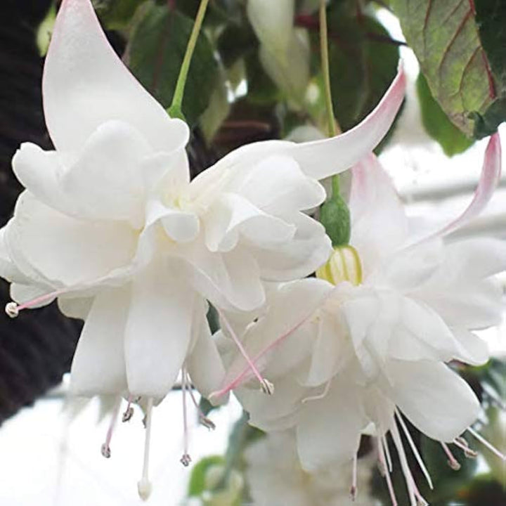 White Double Petals Fuchsia Flower Seeds for Planting – Heirloom, Non-GMO, High Germination Organic Garden Seeds