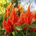 Orange Celosia Flower Seeds for Planting – Heirloom, Non-GMO, High Germination Organic Garden Seeds