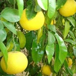 Fruit Seeds,Garden seeds, Seeds For Planting,Plant Seeds