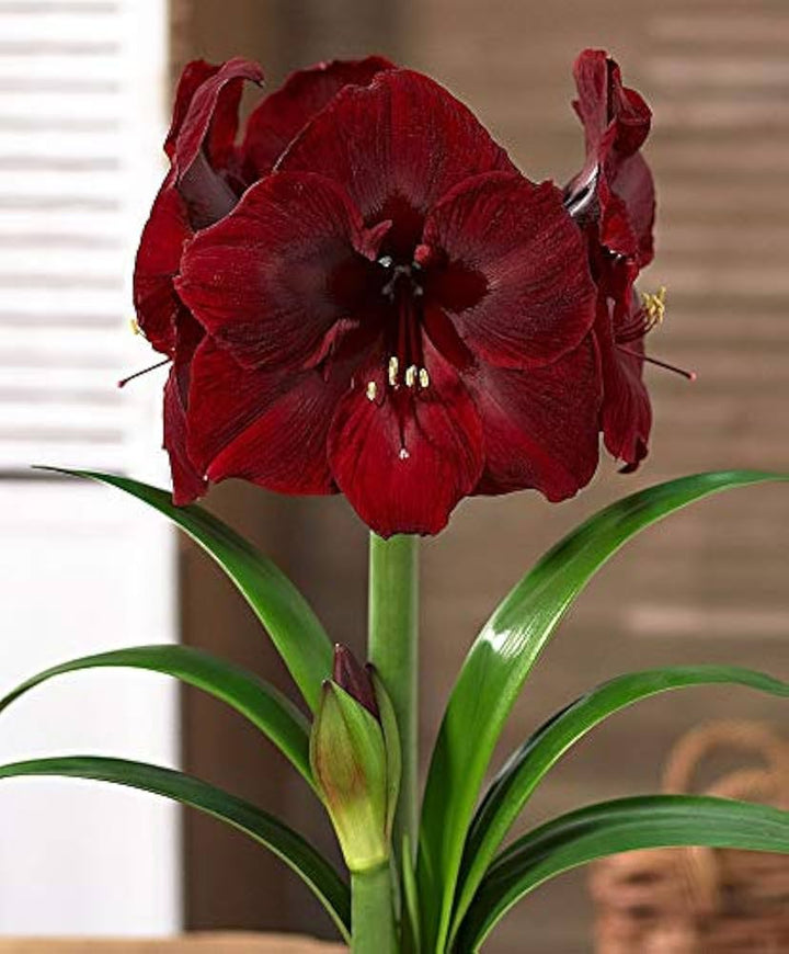 Flower Seeds, Seeds,Seeds For Planting,Plant Seeds