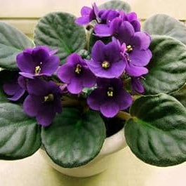 Flower Seeds, Seeds,Seeds For Planting,Plant Seeds