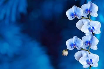 Flower Seeds, Seeds,Seeds For Planting,Plant Seeds