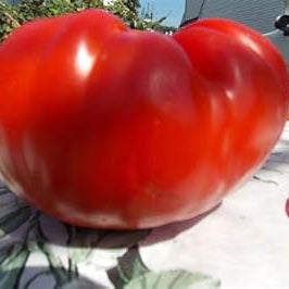 Vegetable Seeds,Garden seeds, Seeds For Planting,Plant Seeds