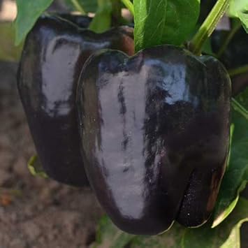 Vegetable Seeds,Garden seeds, Seeds For Planting,Plant Seeds