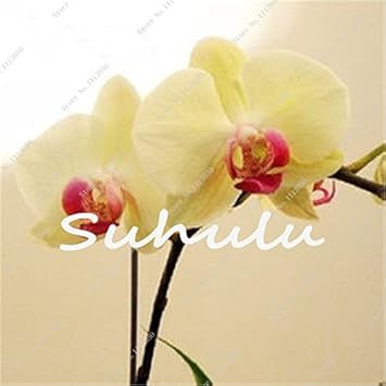 Flower Seeds, Seeds,Seeds For Planting,Plant Seeds