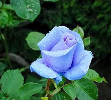 Flower Seeds, Seeds,Seeds For Planting,Plant Seeds