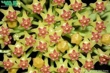 Flower Seeds, Seeds,Seeds For Planting,Plant Seeds