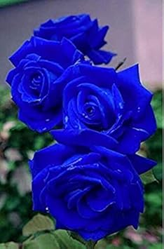 Flower Seeds, Seeds,Seeds For Planting,Plant Seeds