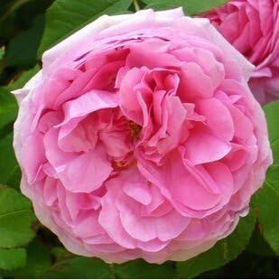 Flower Seeds, Seeds,Seeds For Planting,Plant Seeds