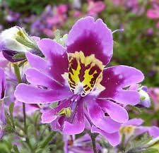 Flower Seeds, Seeds,Seeds For Planting,Plant Seeds