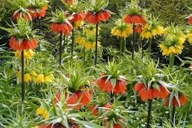 Flower Seeds, Seeds,Seeds For Planting,Plant Seeds