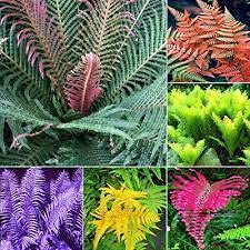 Mixed Color Fern Seeds for Planting – Premium Quality Heirloom Non-GMO High Germination Seeds