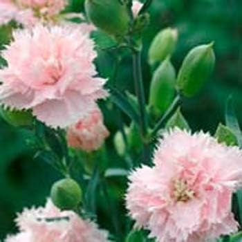 Flower Seeds, Seeds,Seeds For Planting,Plant Seeds