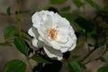 Polyantha Rose Flower Seeds for Planting – Heirloom, Non-GMO, High Germination Organic Garden Seeds